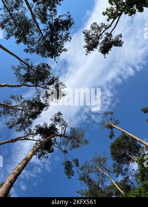 Blick von unten nach oben in einen Pinienpark. Die Spitzen der Kiefern vor dem Hintergrund des blauen Himmels mit Wolke. Stockfoto
