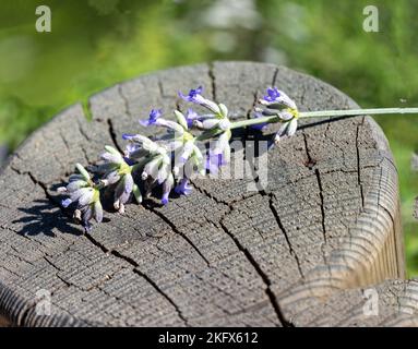 Eine Nahaufnahme eines Lavendelstiels mit Knospen auf einer hölzernen Oberfläche Stockfoto