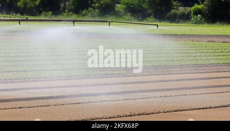 Automatisches Bewässerungssystem auf dem Kulturfeld, um dem Anbau während der Sommertrockenheit Wasser zu geben Stockfoto