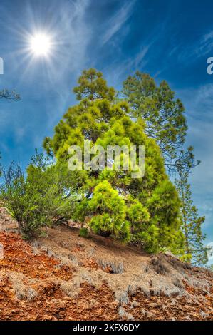 Kanarische Kiefer, Pinus Canariensis in den Naturpark Corona Forestal, Teneriffa, Kanarische Inseln Stockfoto