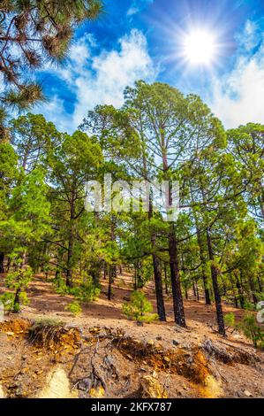 Kanarische Kiefer, Pinus Canariensis in den Naturpark Corona Forestal, Teneriffa, Kanarische Inseln Stockfoto