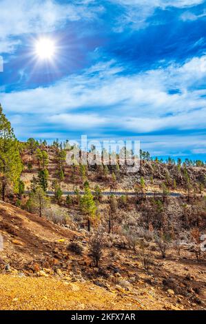 Kanarische Kiefer, Pinus Canariensis in den Naturpark Corona Forestal, Teneriffa, Kanarische Inseln. Stockfoto