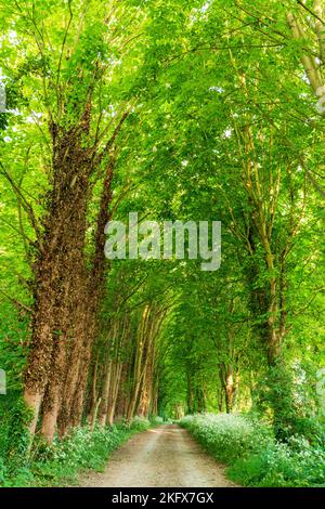 Strecke zwischen zwei Reihen von sehr hohen Lombardei Pappel Bäume, Italica. Frühling, Bäume und Unterholz in voller Blüte in leuchtendem Grün. Stockfoto