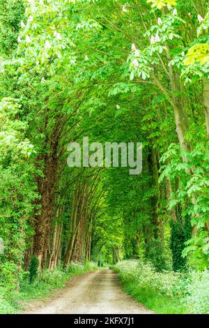 Strecke zwischen zwei Reihen von sehr hohen Lombardei Pappel Bäume, Italica. Frühling, Bäume und Unterholz in voller Blüte in leuchtendem Grün. Stockfoto