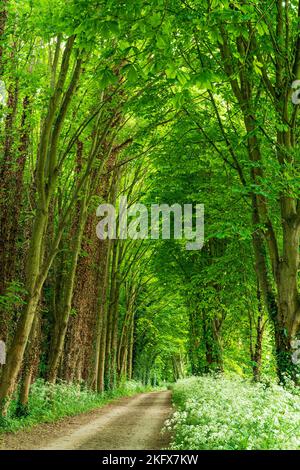 Strecke zwischen zwei Reihen von sehr hohen Lombardei Pappel Bäume, Italica. Frühling, Bäume und Unterholz in voller Blüte in leuchtendem Grün. Stockfoto