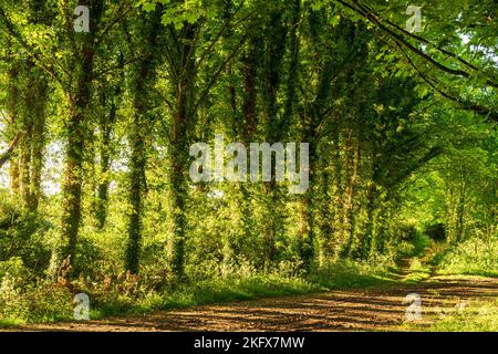 Am späten Nachmittag kommt Sonnenlicht durch eine Reihe lombardischer Pappelbäume, Italica, auf einen schlammigen Pfad im Frühling in der englischen Landschaft. Stockfoto