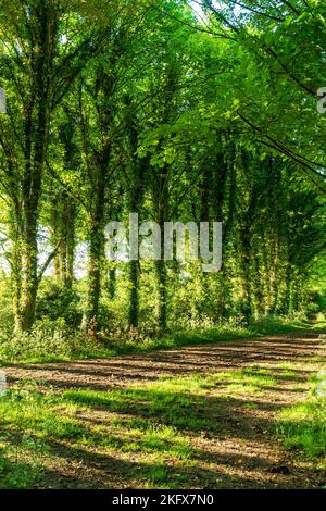 Am späten Nachmittag kommt Sonnenlicht durch eine Reihe lombardischer Pappelbäume, Italica, auf einen schlammigen Pfad im Frühling in der englischen Landschaft. Stockfoto