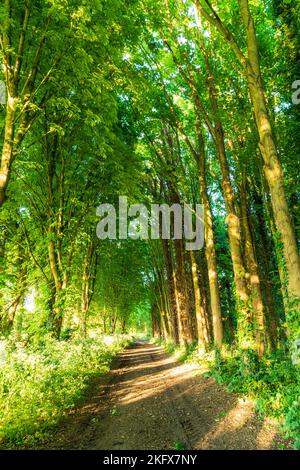 Strecke zwischen zwei Reihen von sehr hohen Lombardei Pappel Bäume, Italica. Frühling, Bäume und Unterholz in voller Blüte in leuchtendem Grün. Stockfoto
