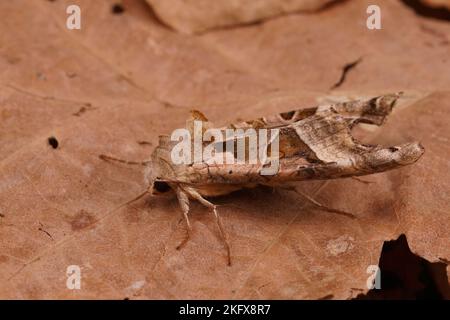 Detaillierte Nahaufnahme der Angle Shades Motte, Phlogophora meticulosa auf getrockneten Blättern sitzend Stockfoto