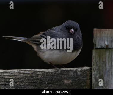 Kleiner Junco-Vogel auf einem Holzzaun. Stockfoto