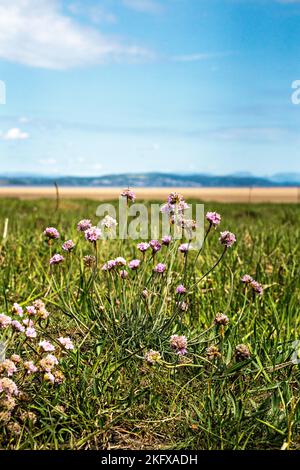Armeria marittima (Thrift), die Blütenblätter verblassen und Samen an der Küste von Lancashire setzen Stockfoto