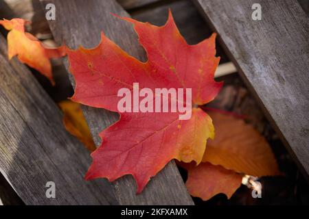 Blätter von einem Ahornbaum im Herbst, die auf einigen Holzstücken ruhten. Stockfoto