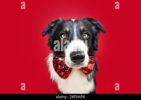 Collie-Hund mit Porträtbordüre, der Weihnachten oder valentinstag feiert und eine Fliege trägt. Isoliert auf rotem Hintergrund Stockfoto