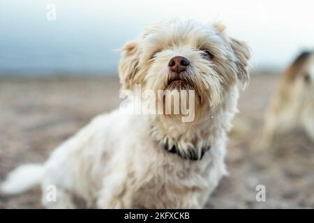 Nahaufnahme eines entzückenden yorkshire Terrier Hundes an einem Sandstrand Stockfoto
