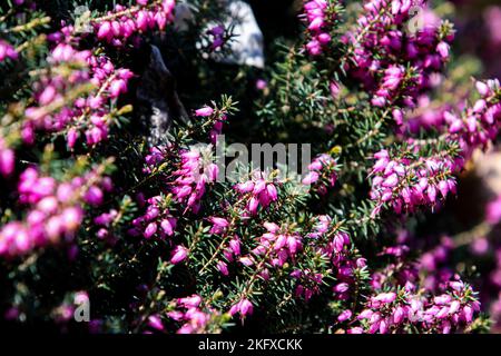 Rosa Darley-Dale-Heide (Erica darleyensis) im Garten Stockfoto