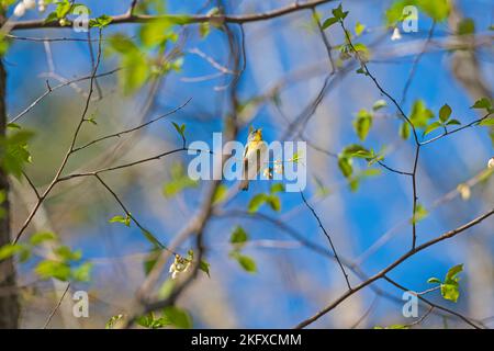 Ein Parula-Waldsänger, der für den Frühling in den Smoky Mountains in North Carolina singt Stockfoto