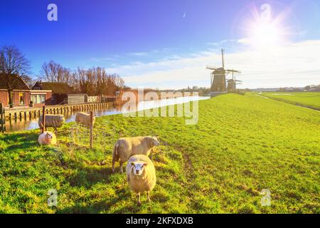 Ländliche Landschaft - Blick auf eine Herde Schafe auf dem Hintergrund der Mühlen an einem sonnigen Tag, die Niederlande Stockfoto