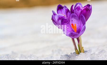 Krokusse - blühende lila Blüten, die sich im Frühjahr unter dem Schnee ihren Weg bahnten, Nahaufnahme mit Platz für Text Stockfoto