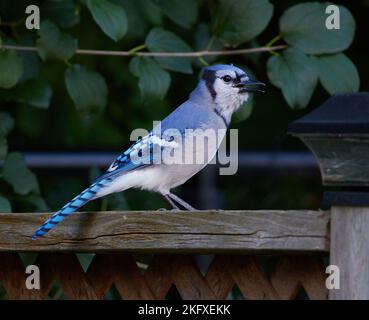 Blauer Jay auf einem Holzzaun mit grünen Blättern im Hintergrund. Stockfoto