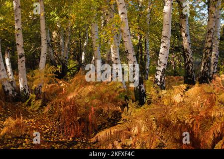 Herbstblick auf den berühmten weißen Birkenwald von Manziana in Latium nahe Rom, Italien Stockfoto