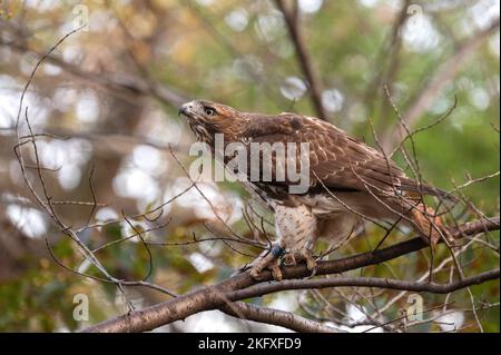 Juvenile rot - angebundener Falke Stockfoto