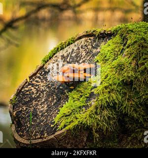 Diese orangen Pilze wurden in den niederländischen Dünen gefunden. Oranje paddestoelen op een boomstronk on de Amsterdamse waterleidingduinen. Stockfoto