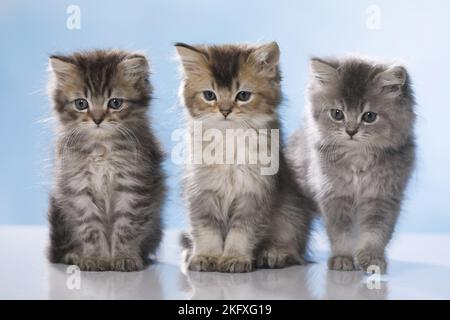 Sitzende britische Langhaar-Kätzchen Stockfoto