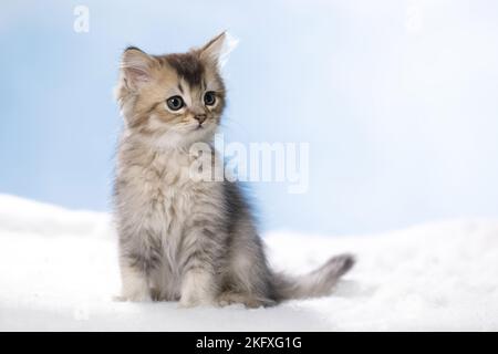 Sitzende britische Langhaar-Kätzchen Stockfoto