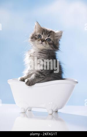 Britische Langhaar-Kätzchen in einer Badewanne Stockfoto