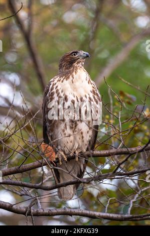 Juvenile rot - angebundener Falke Stockfoto