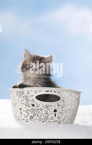 Britische Langhaar-Kätzchen in einem Korb Stockfoto