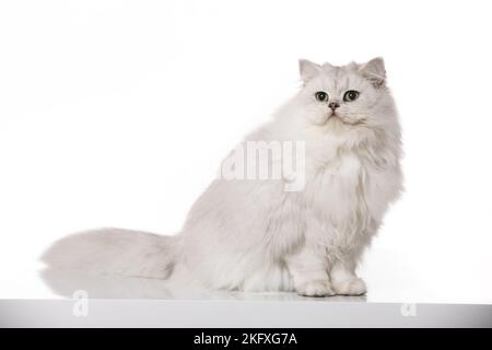 Sitzendes britisches Langhaar Stockfoto