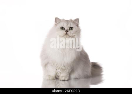 Sitzendes britisches Langhaar Stockfoto
