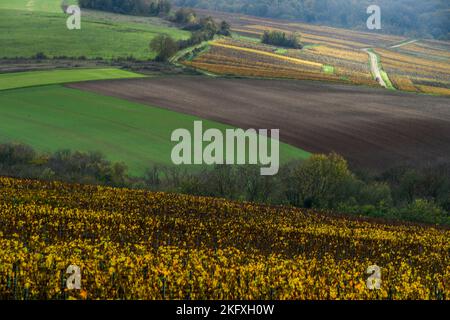 Weinberge um Laneuville en Larris | Vignoble autour de Laneuville en Larris en automne. Stockfoto