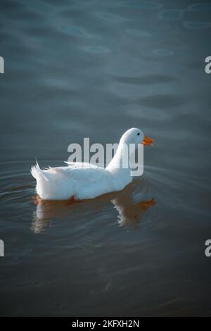 Eine weiße Pekin-Ente schwimmend auf dem See, in einer vertikalen Aufnahme Stockfoto