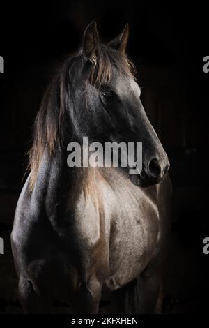 Friesisches Pferd vor schwarzem Hintergrund Stockfoto