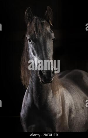 Friesisches Pferd vor schwarzem Hintergrund Stockfoto