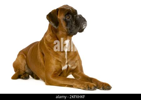 Deutscher Boxer vor weißem Hintergrund Stockfoto