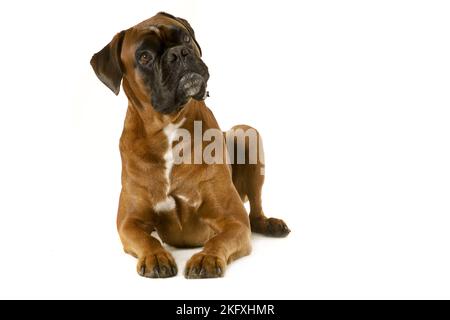 Deutscher Boxer vor weißem Hintergrund Stockfoto