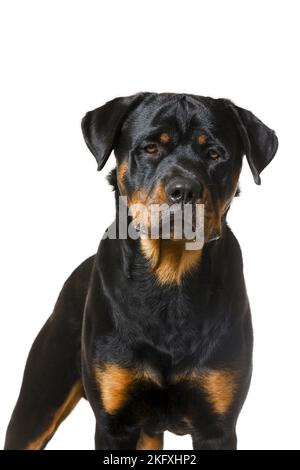 Rottweiler vor weißem Hintergrund Stockfoto