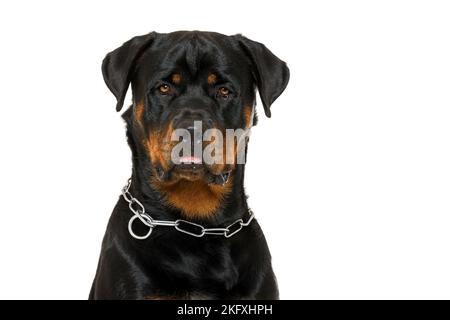 Rottweiler vor weißem Hintergrund Stockfoto