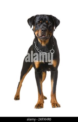 Rottweiler vor weißem Hintergrund Stockfoto