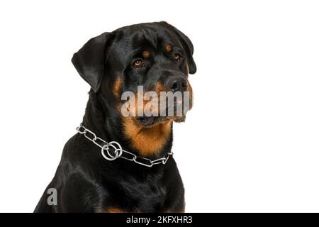 Rottweiler vor weißem Hintergrund Stockfoto