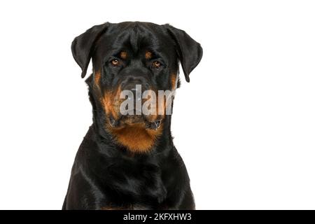 Rottweiler vor weißem Hintergrund Stockfoto
