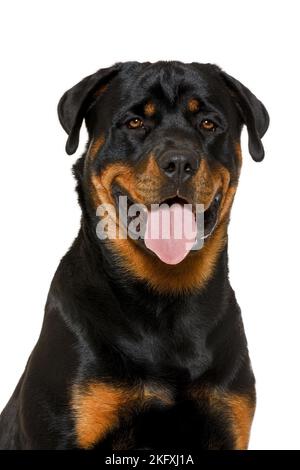 Rottweiler vor weißem Hintergrund Stockfoto
