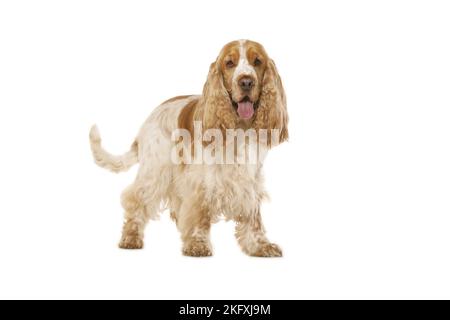 English Cocker Spaniel vor weißem Hintergrund Stockfoto