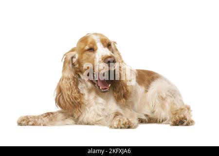 English Cocker Spaniel vor weißem Hintergrund Stockfoto