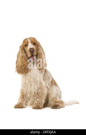 English Cocker Spaniel vor weißem Hintergrund Stockfoto