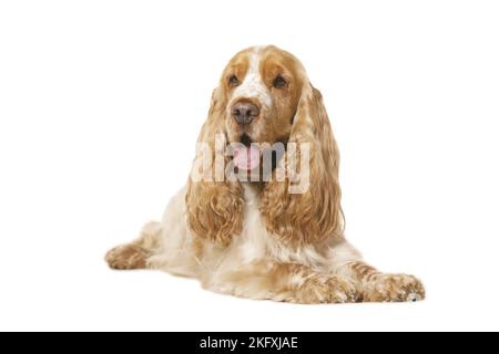 English Cocker Spaniel vor weißem Hintergrund Stockfoto