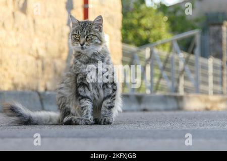 Eine Nahaufnahme einer süßen, flauschigen grauen Katze, die auf einer Straße sitzt Stockfoto